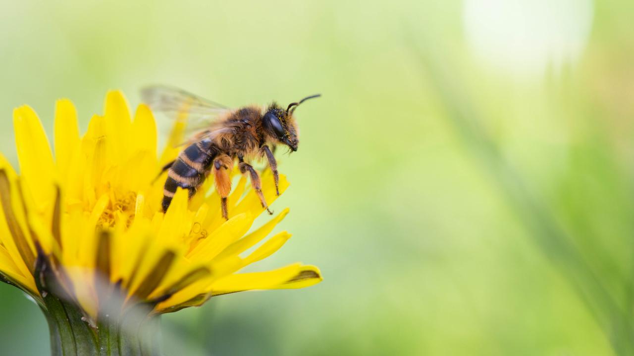 gaat niet goed met bijen en kan catastrofaal economie